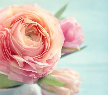 Pink Roses